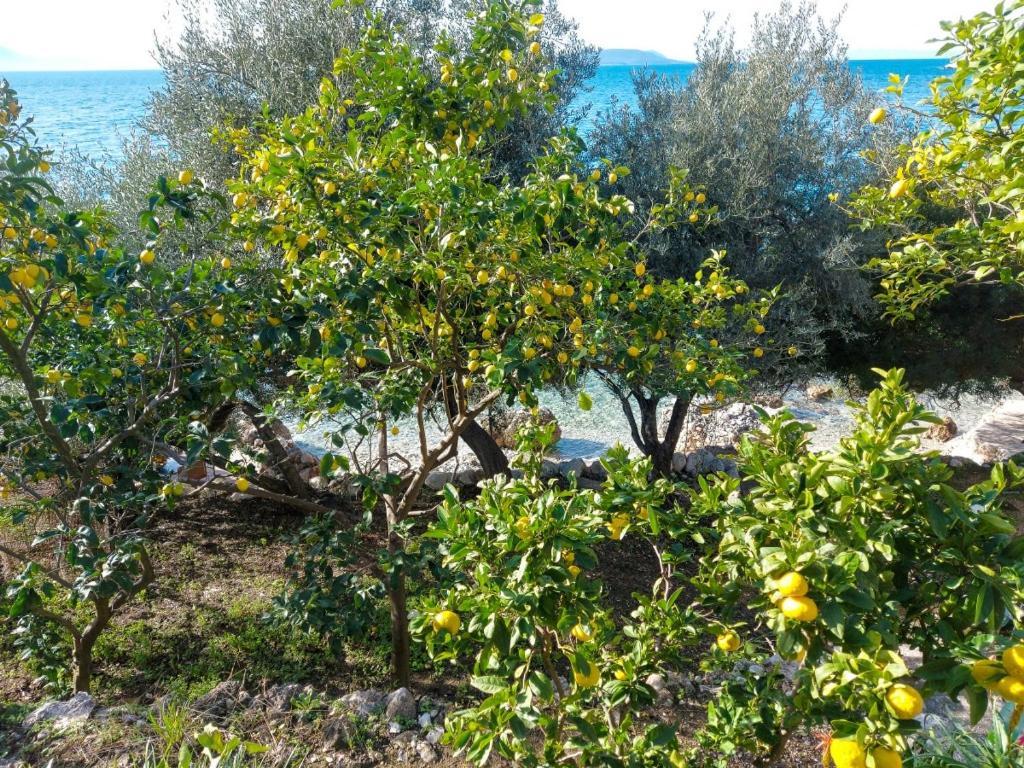 Lemon Tree Διαμέρισμα Podaca Εξωτερικό φωτογραφία